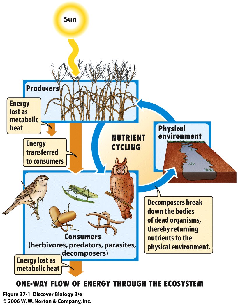Biotic And Abiotic Cycle